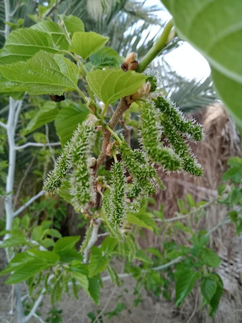 Willa Wafla Siwa Oasis Zewnętrze zdjęcie